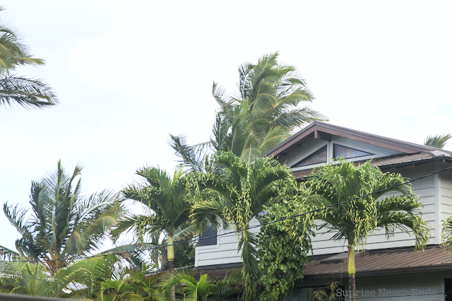 random,north shore,oahu,hawaii,beach house,beach shack,végétation tropicale,palmiers,bananiers,