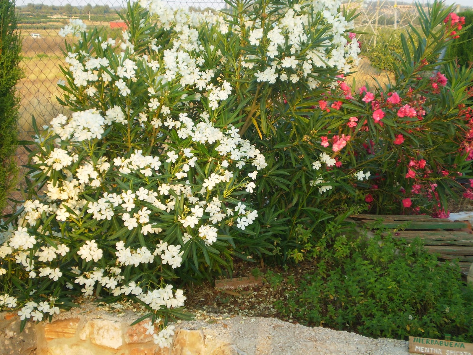 Adelfas en jardín Plantar adelfas