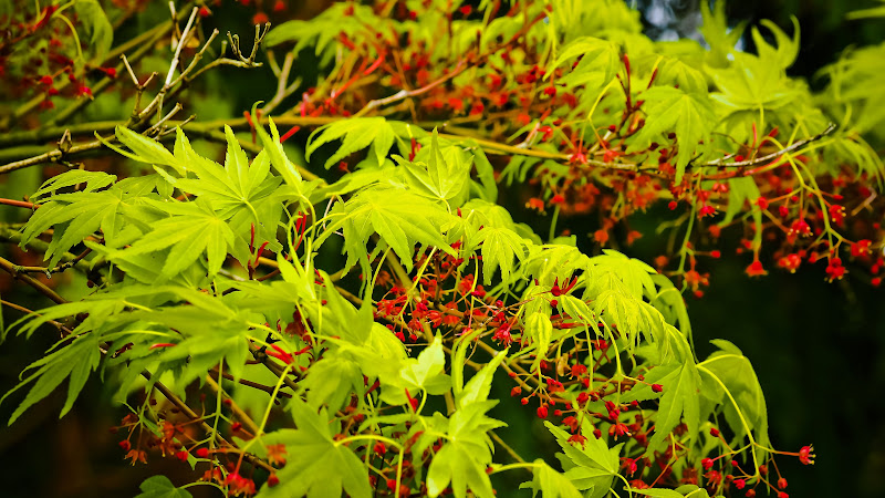 The Natural Green of Plants