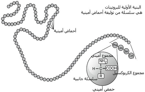 What-is-Protein-and-Amino-acid-Definition-ما-هو-تعريف-البروتينات-و-الاحماض-الامينية