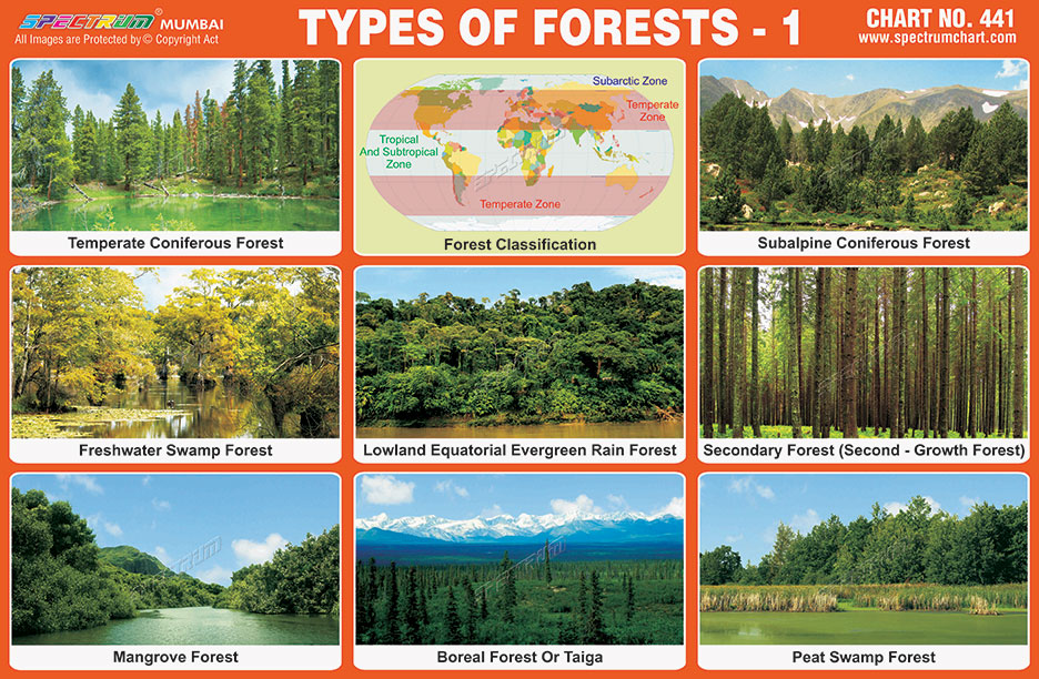 types of forest worksheet