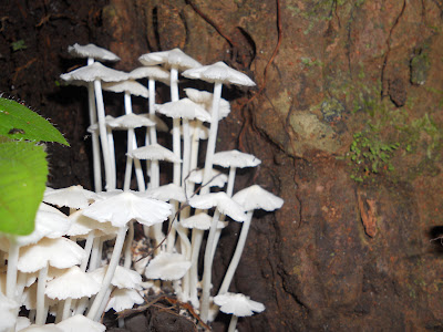 Mushrooms growing on a rock