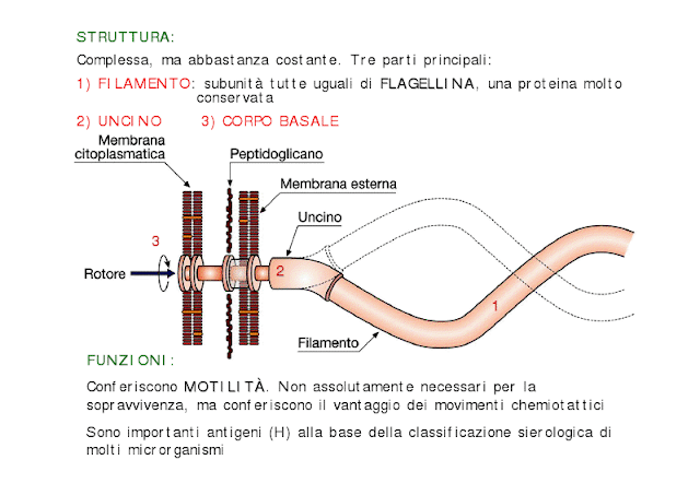 sono importanti antigeni (H) alla base della classificazione sierologica di molti microrganismi