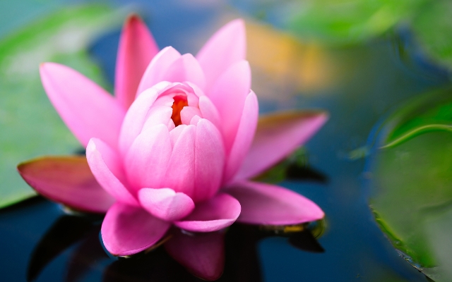 Pictures Of Pretty Pink Flowers Pictures Of Pretty Pink Flowers