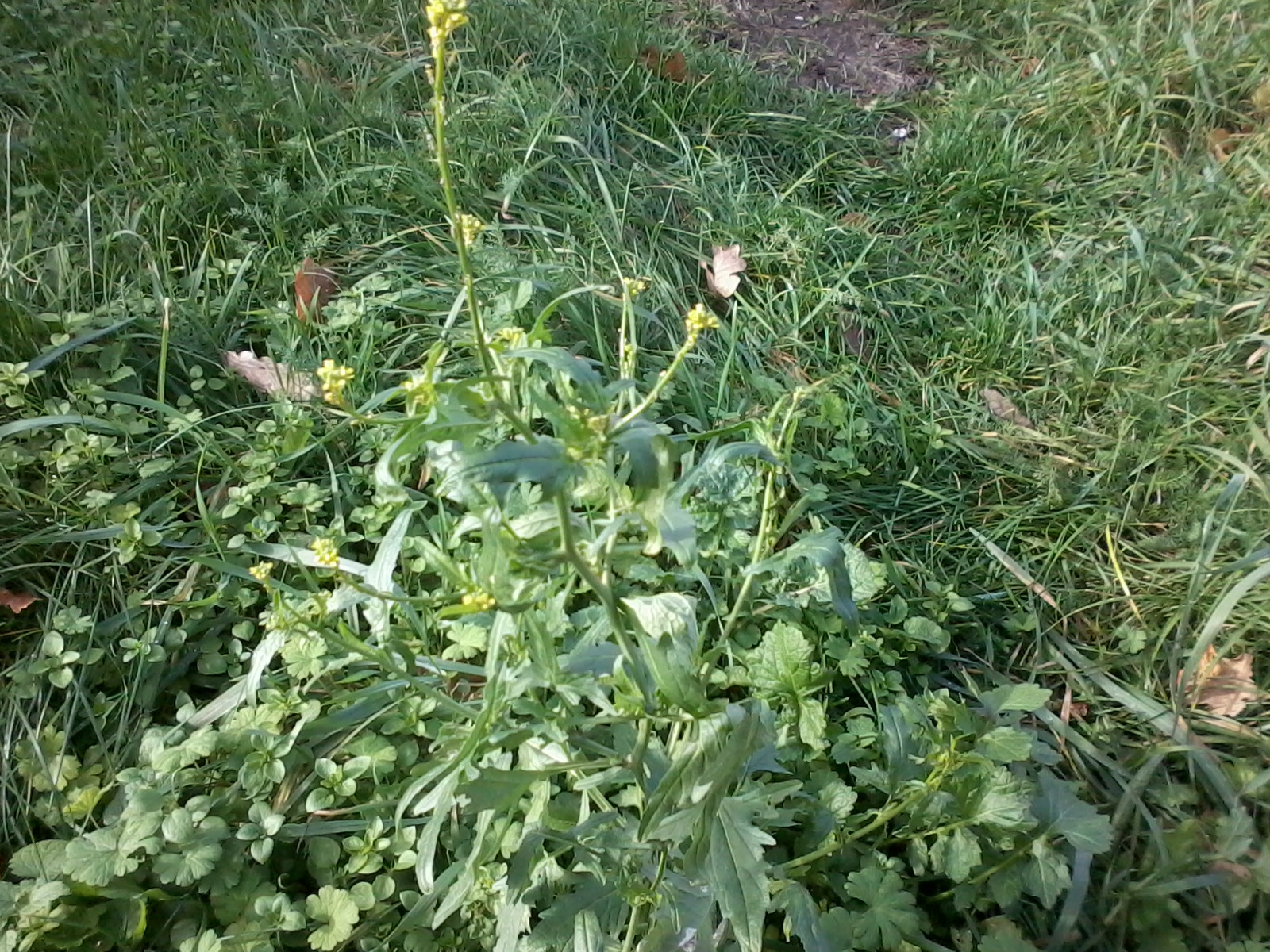 HufreheBlog WegRauke