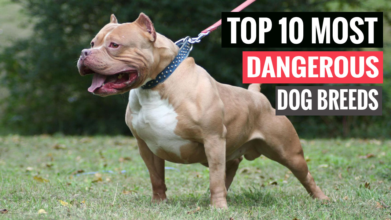 10 amazing facts ever Top 10 Most Dangerous Dog Breeds in the World