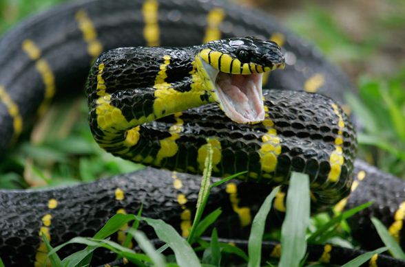 Черная с желтыми пятнами на голове. Блэк Йеллоу. Гадюка черно желтая. Чёрная змея с жёлтыми полосками. Зеленая змея с черными полосками.
