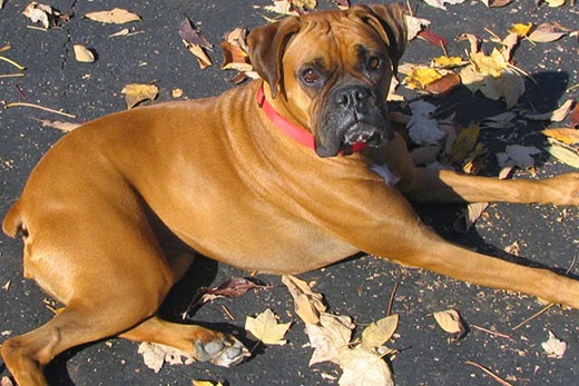 pugs and boston terriers symptoms to for in your what is that bump dawg business it s your s pugs and boston terriers symptoms to for in your what is that bump dawg business it s your s