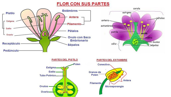 Partes de una flor