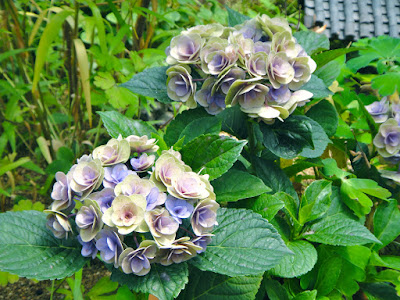 The two color hydrangeas at the Garden of Morning Calm in Gapyeong
