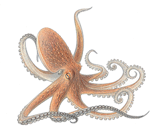 unknown facts: Octopuses have three hearts