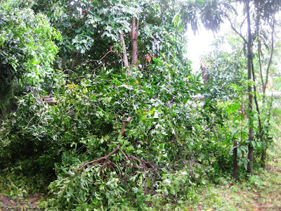 Songkran storm 2013, Koh Samui