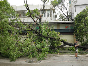 young man checking a mobile phone next to a fallen tree in Zhuhai