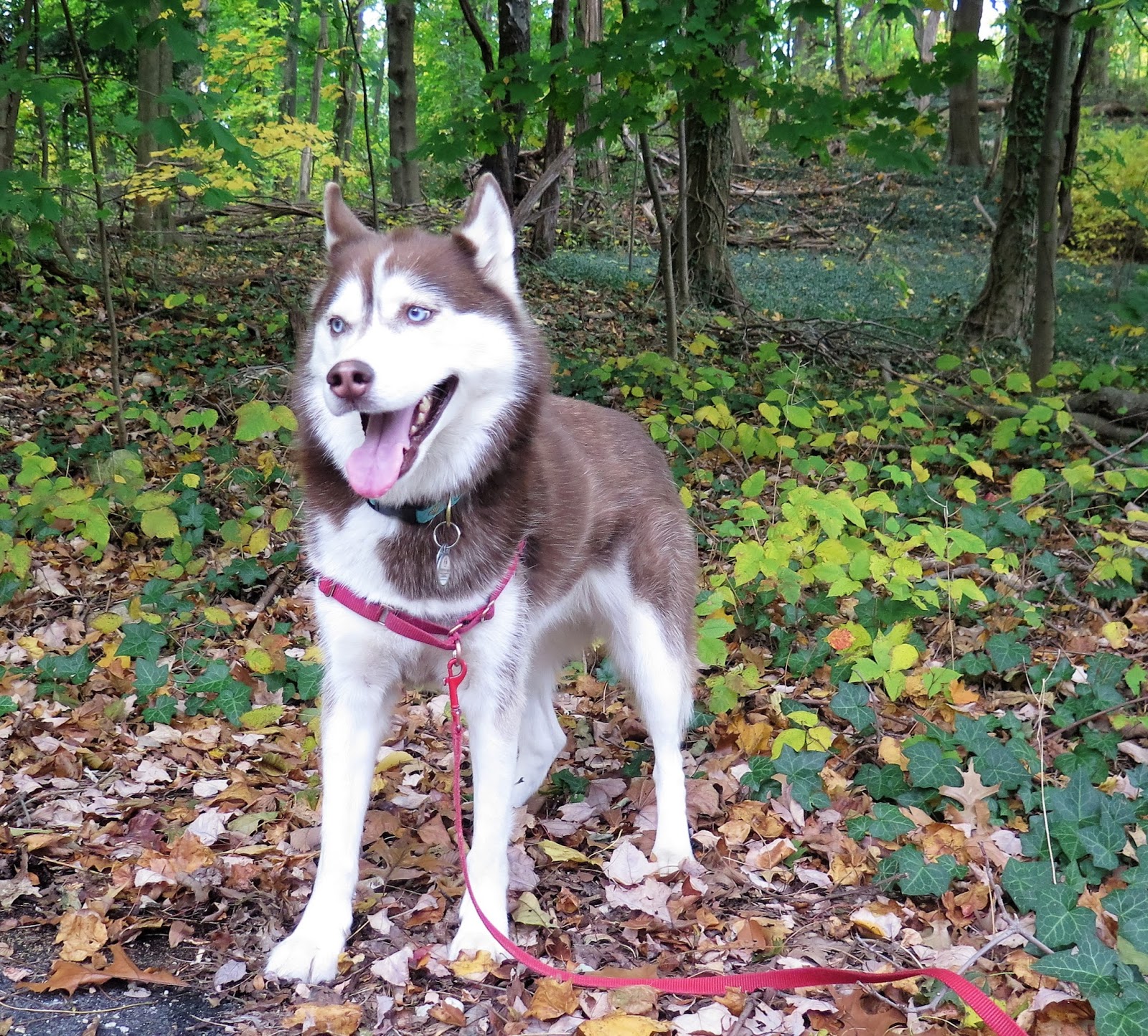 Dogs Luv Us and We Luv Them Natural Balance Pet Food's Buy With