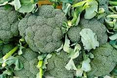 DAVISLOVEBIRDSITE: CUIDADOS Y ALIMENTACION.