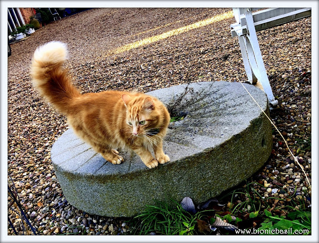 ginger cat, floofy tail, omming in the garden, cute fluffy cat, bionic basil