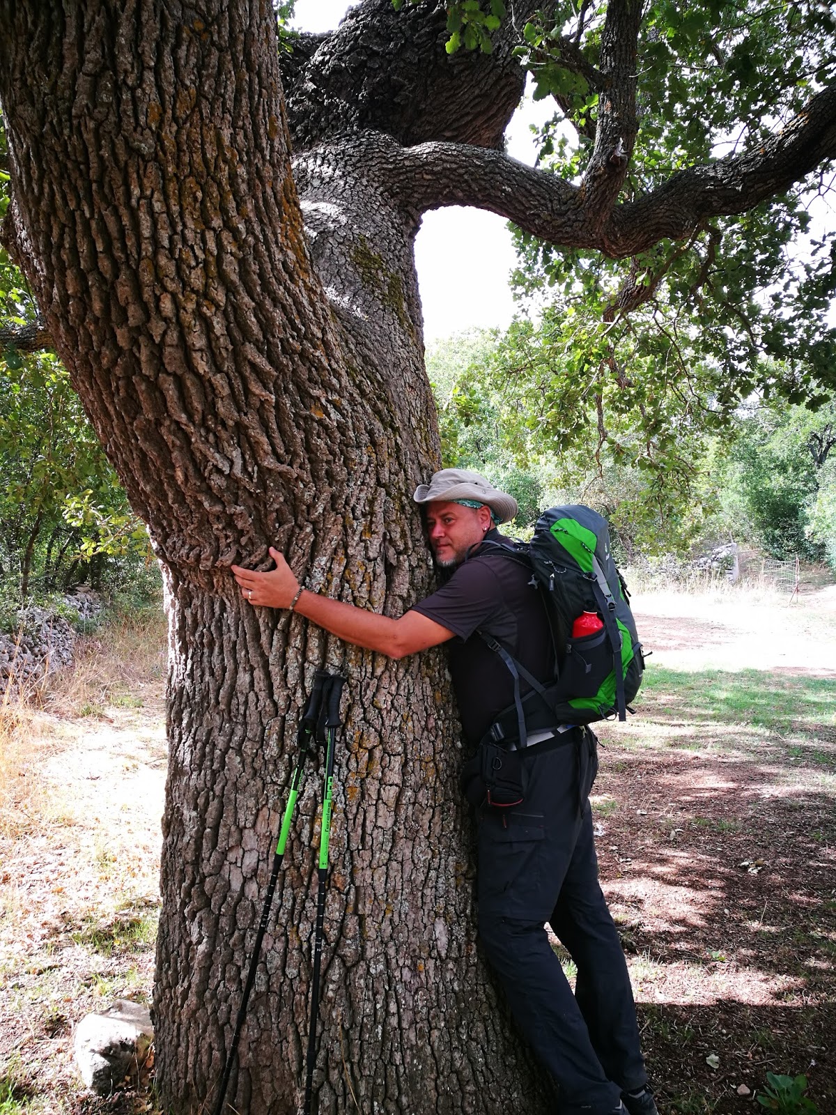 Alberi di quercia datati