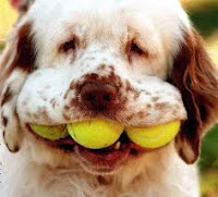 dog tennis balls mouth
