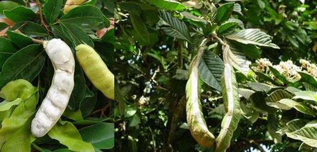Ingá cipó (Inga edulis) in fruit, Km 5 Anori-Mato Grosso road