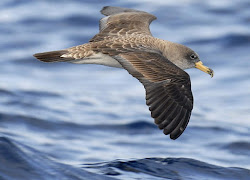 shearwater birds azores cory ontario gomera bird night flores losgigantes mountains concert corys azorean chicks added every solved noise mystery