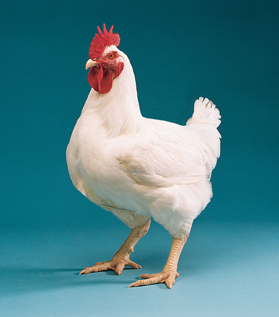 Contoh Proposal Usaha Peternakan Ayam Boiler