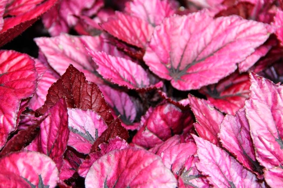 Всё о бегониях и не только... Begonia rex 'Shadow King Pink' (=Begonia
