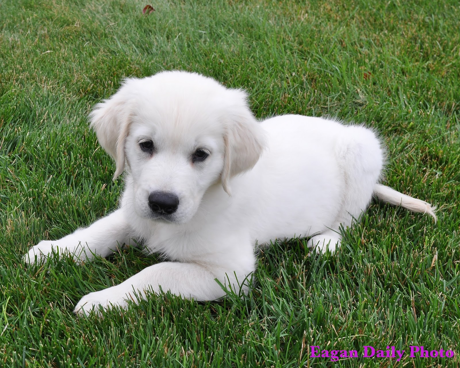 White Golden Retriever Puppies | White Gold