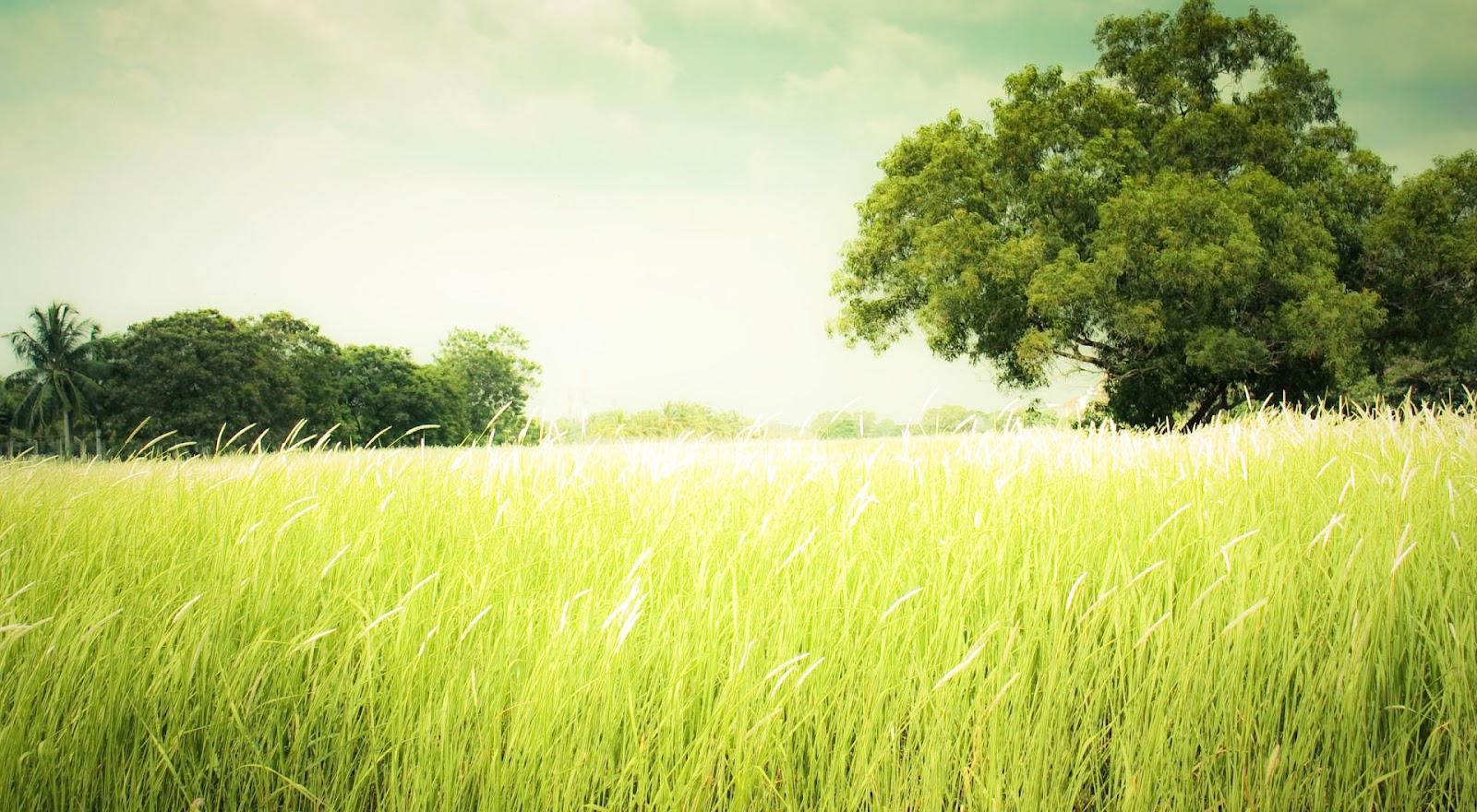 Carewe Summer filed grass