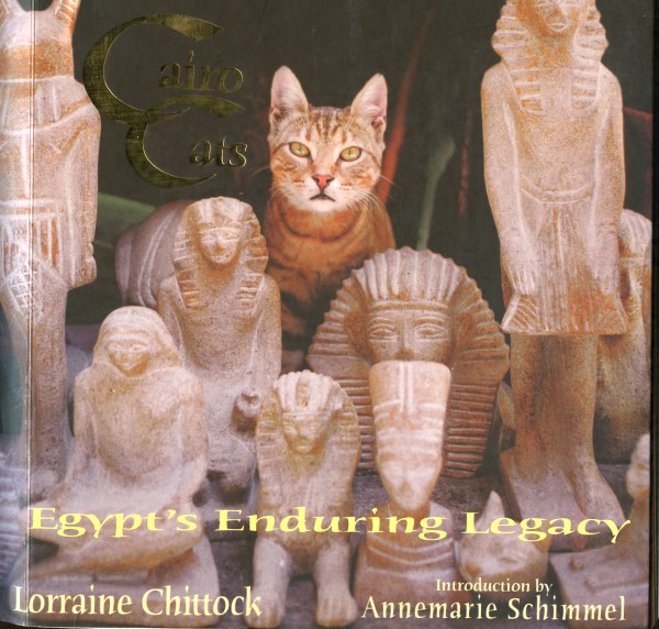 Cats from Cairo {Egypt} Traveling Cats Travel Pictures of Cats