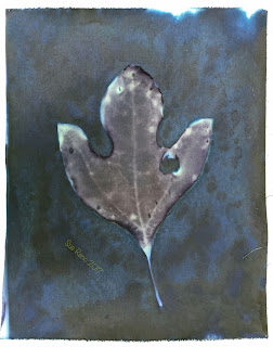 Wet cyanotype_Sue Reno_Image 197