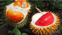 gambar buah durian merah