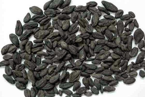 Black Myrobalan for Male Yeast Infection