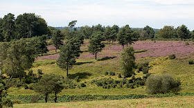 View over the Forest from near a car park called Lodge.  Ashdown Forest, 17 August 2012.