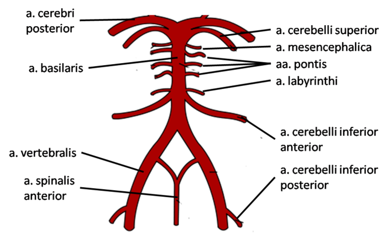 Мозговые артерии латынь. Arteria vertebralis анатомия. Arteria Cerebri posterior ветвь. Spinalis артерия. A basilaris артерия.