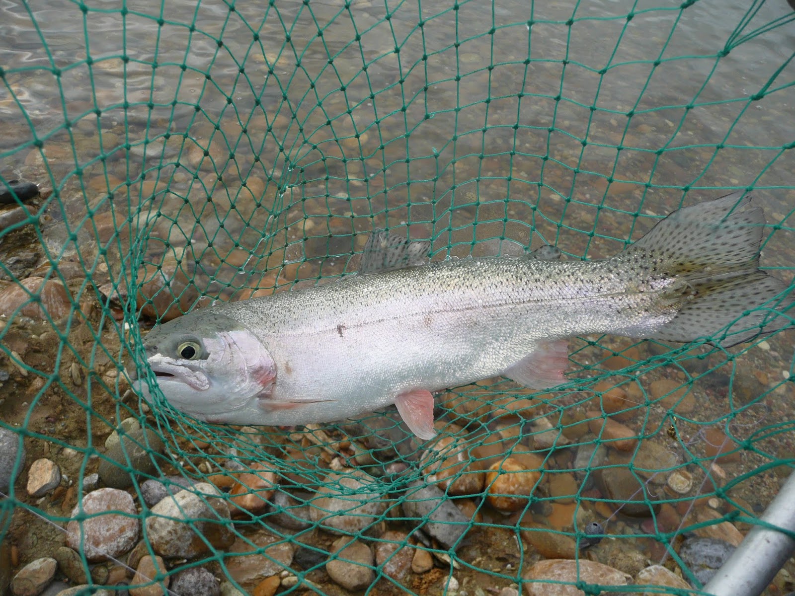 Northern California Trout