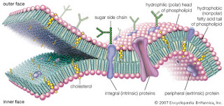 Gambar Struktur membran sel