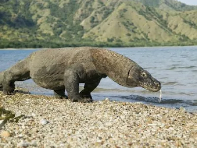 Komodo atau Biawak Varanus komodoensis hewan khas Indonesia - berbagaireviews.com