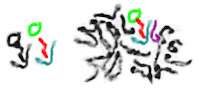 Green false-colored chromosome broken up into three parts, each colored part colored differently (blue, red, and green).