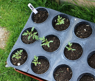 Tomato seedlings ready for planting into the raised beds Tomato seedlings ready for planting into the raised beds