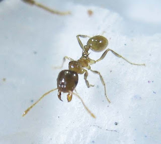 Close up of a Lophomyrmex worker