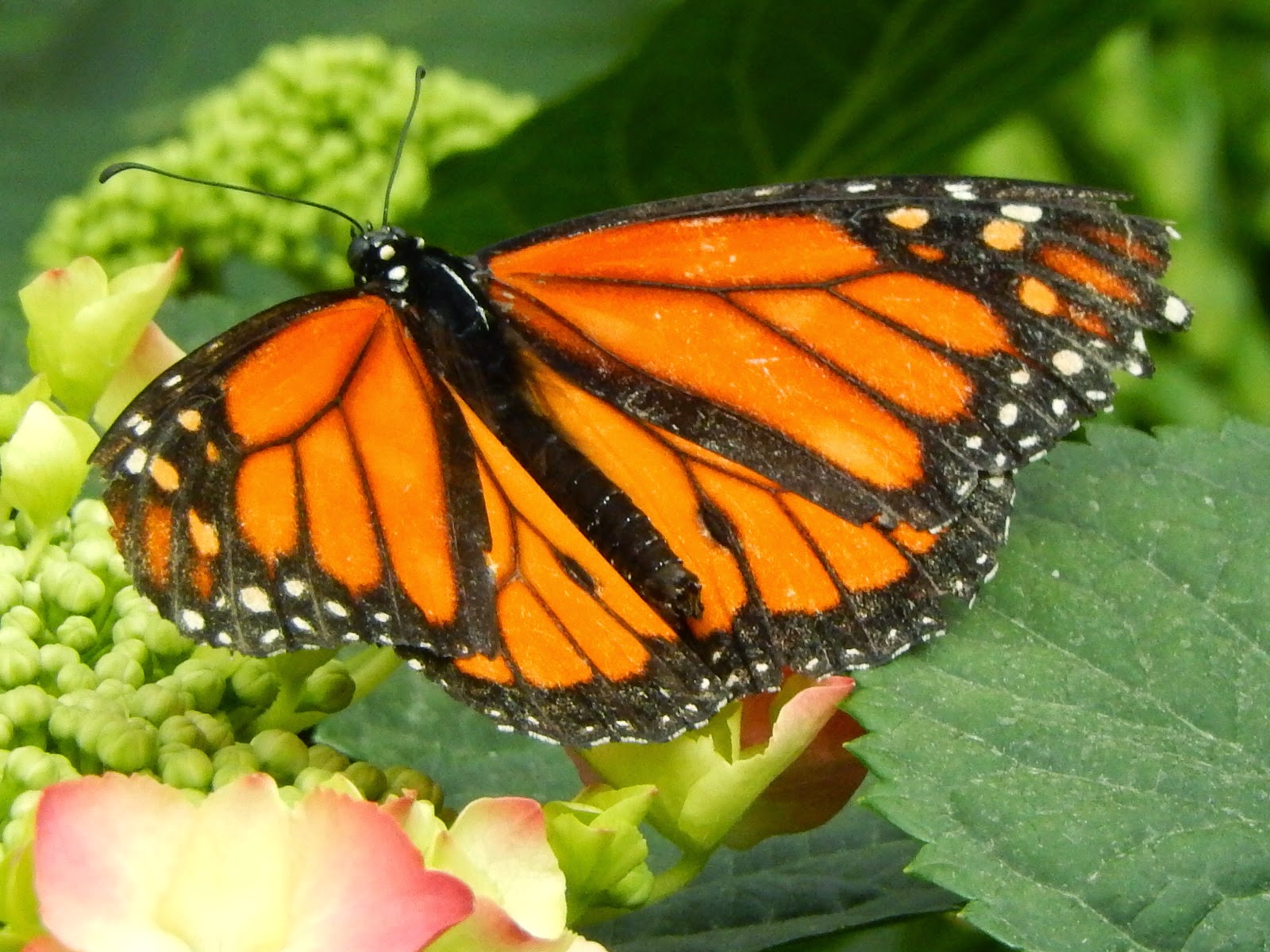 Papillons en liberté Jardin Botanique Montréal