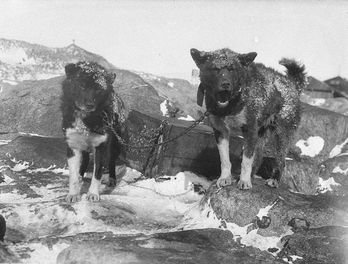 27 Rare Pictures of the First Australasian Expedition to Antarctica in 1911