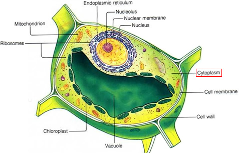 Does a plant cell have cytoplasm?