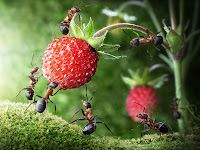 Ant Photography