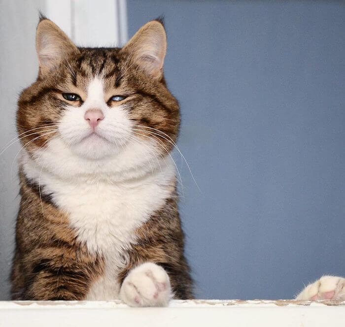 Cute Cat With A Mobility Problem Amazes The World With Funny Facial Expressions