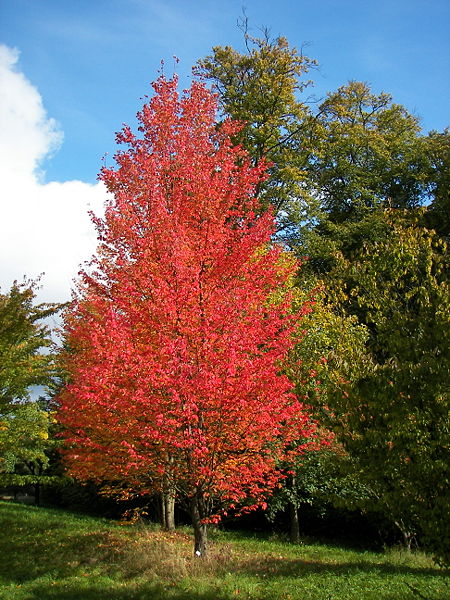 Milagroso Elemental Conciencia El color las hojas de los árboles en otoño