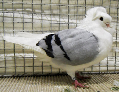Altdeutsches Mövchen - owl pigeons
