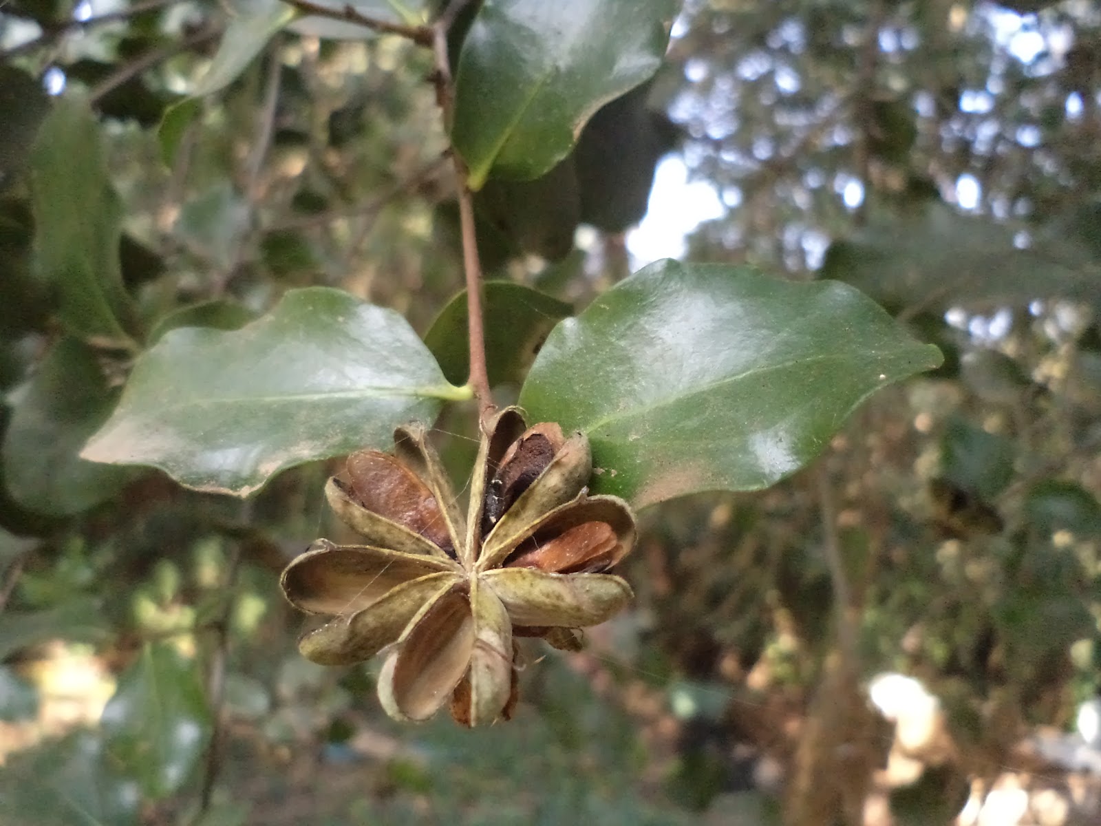 Vivero de Árboles Nativos: Quillay