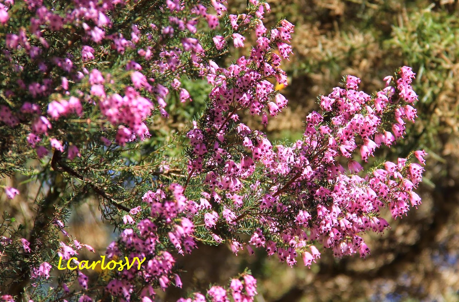 Brezo Floradeira Brezo Fucsia - Planta Natural De Exterior | Color Rosa Intenso | Muy Resistente Para Jardín O Terraza Planta Exterior Resistente