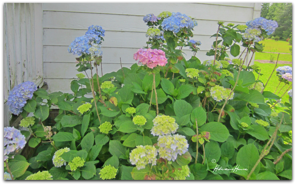 Hydrangea Care And Culture Travaldo S Blog